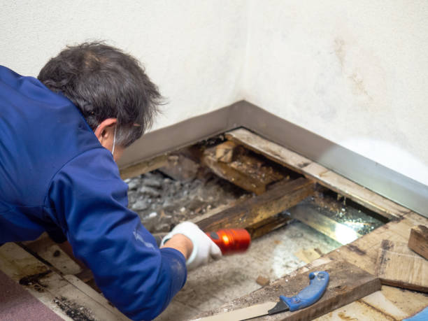 Best Mold Removal Company Near Me  in Escanaba, MI