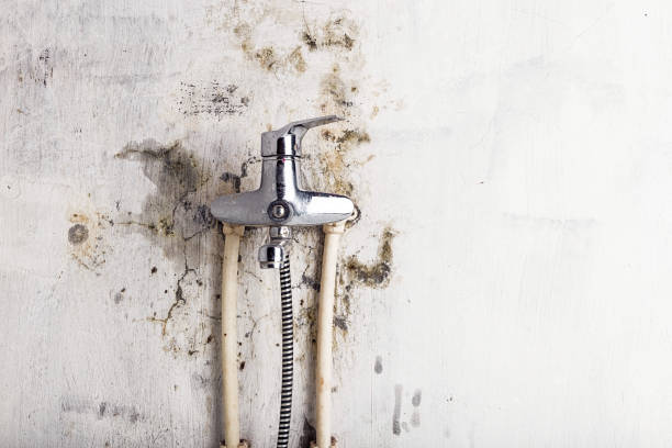 Best Local Mold Removal Service  in Escanaba, MI