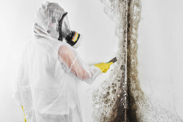 Best Best Mold Removal Companies  in Escanaba, MI
