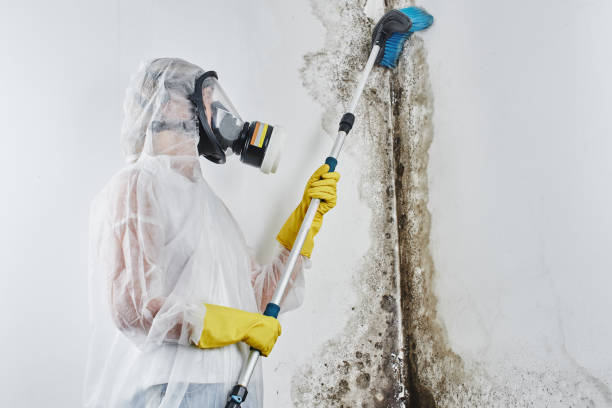 Best Fast Mold Removal  in Escanaba, MI