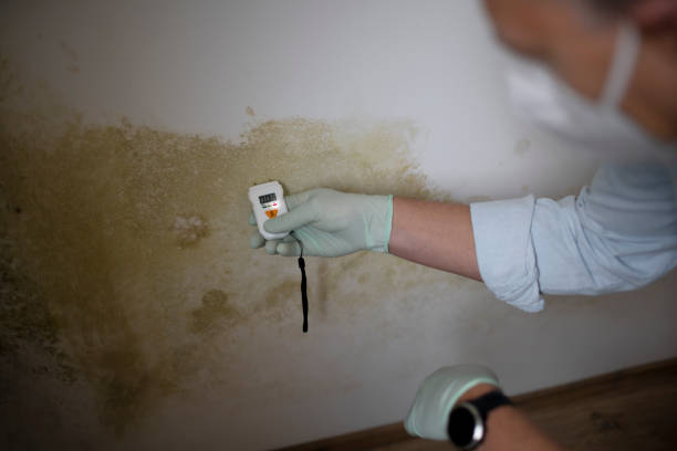 Best Mold Remediation  in Escanaba, MI