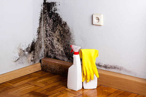 Best Toxic Mold Removal  in Escanaba, MI