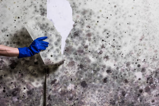 Best Water Damage Restoration  in Escanaba, MI
