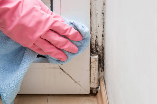 Best Attic Mold Removal  in Escanaba, MI
