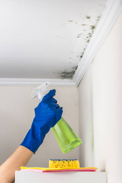 Best Mold Cleaning Services  in Escanaba, MI