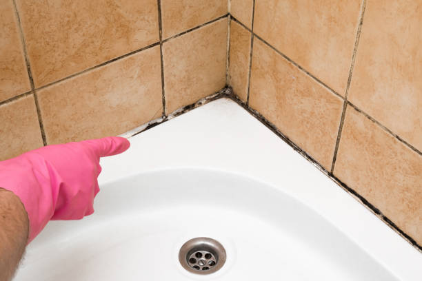 Best Black Mold Removal  in Escanaba, MI